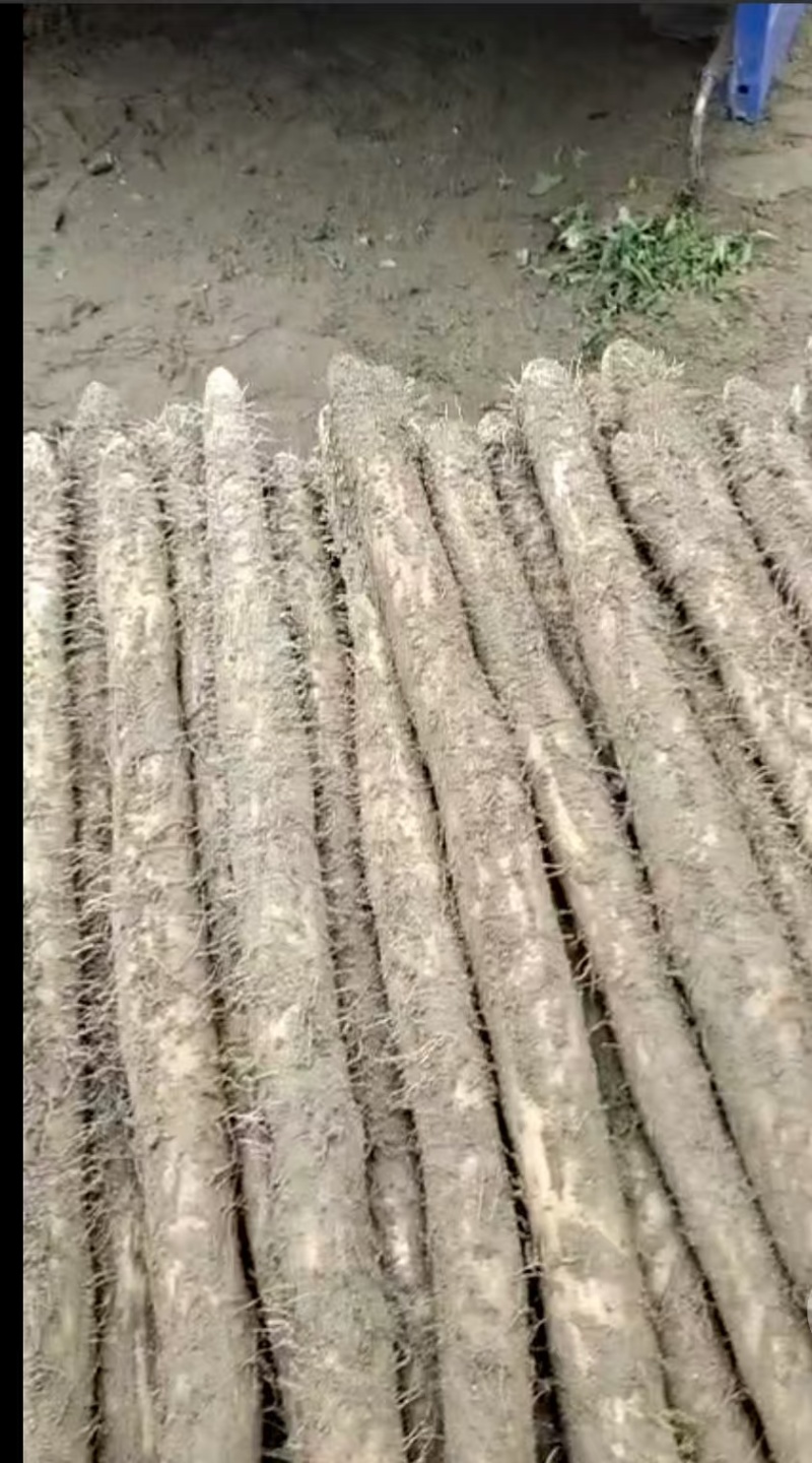 【热卖】精品山药九斤黄山药新鲜现挖品质保障可视频看货