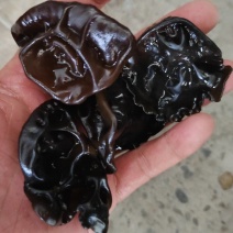 东北黑木耳大筋水发货泡水木耳水发大筋水发头茬黑厚黑木耳
