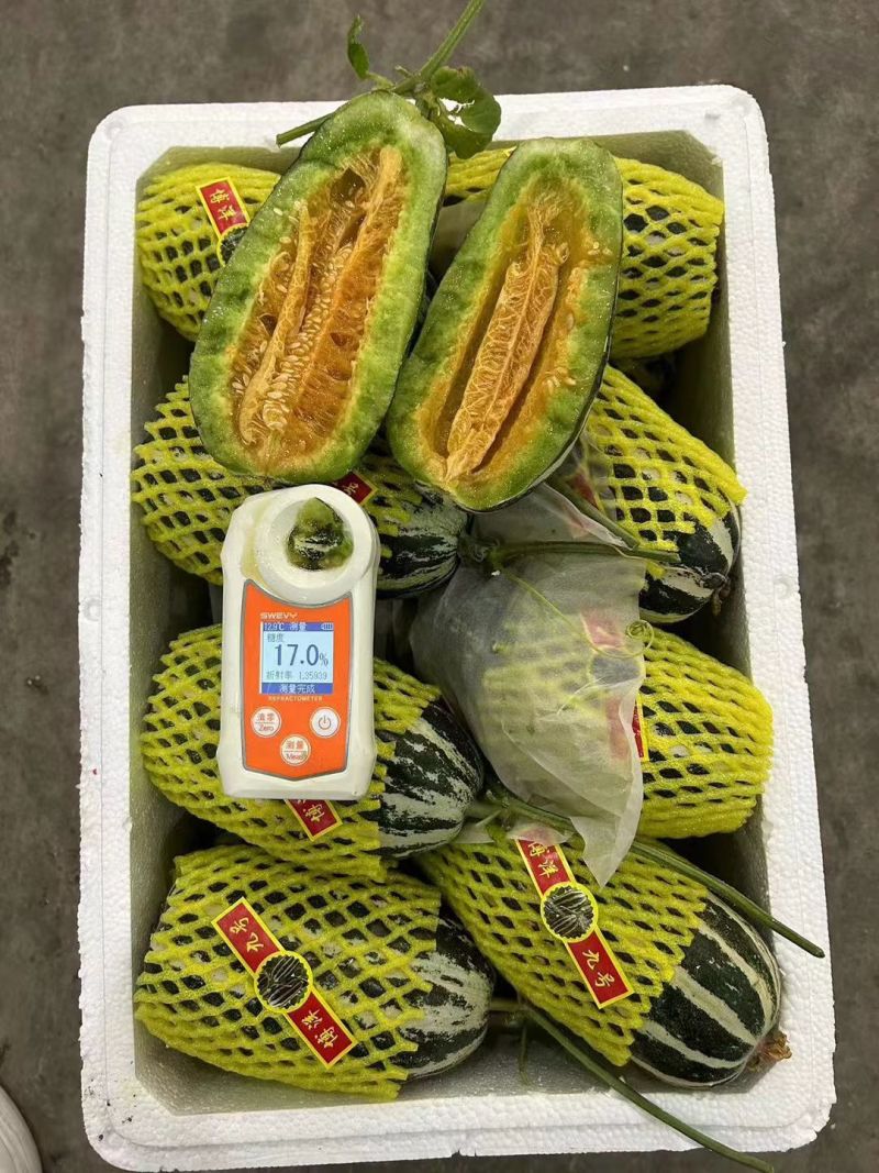 羊角蜜甜瓜（博洋六一甜瓜）山东万亩甜瓜基地热销！