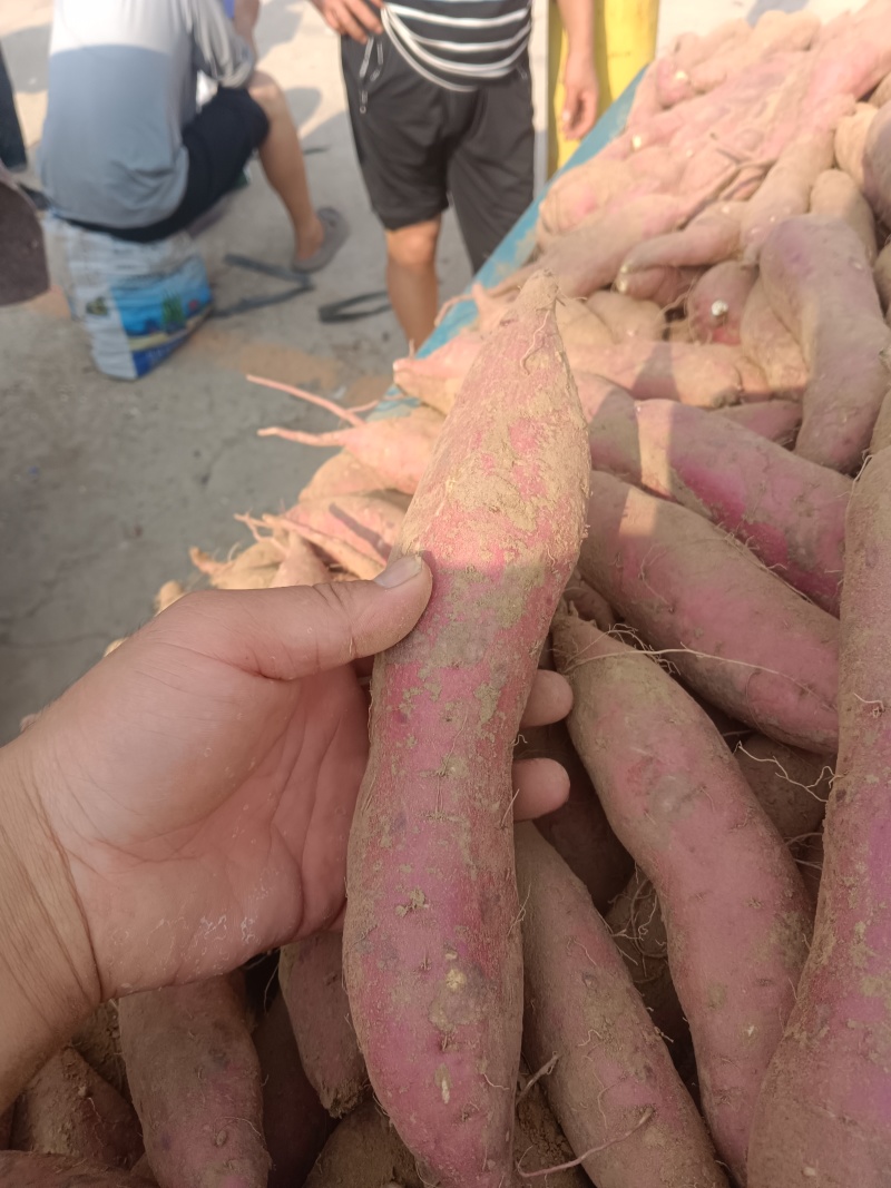 商薯19，河北临漳大量现货，条形好，口感好！