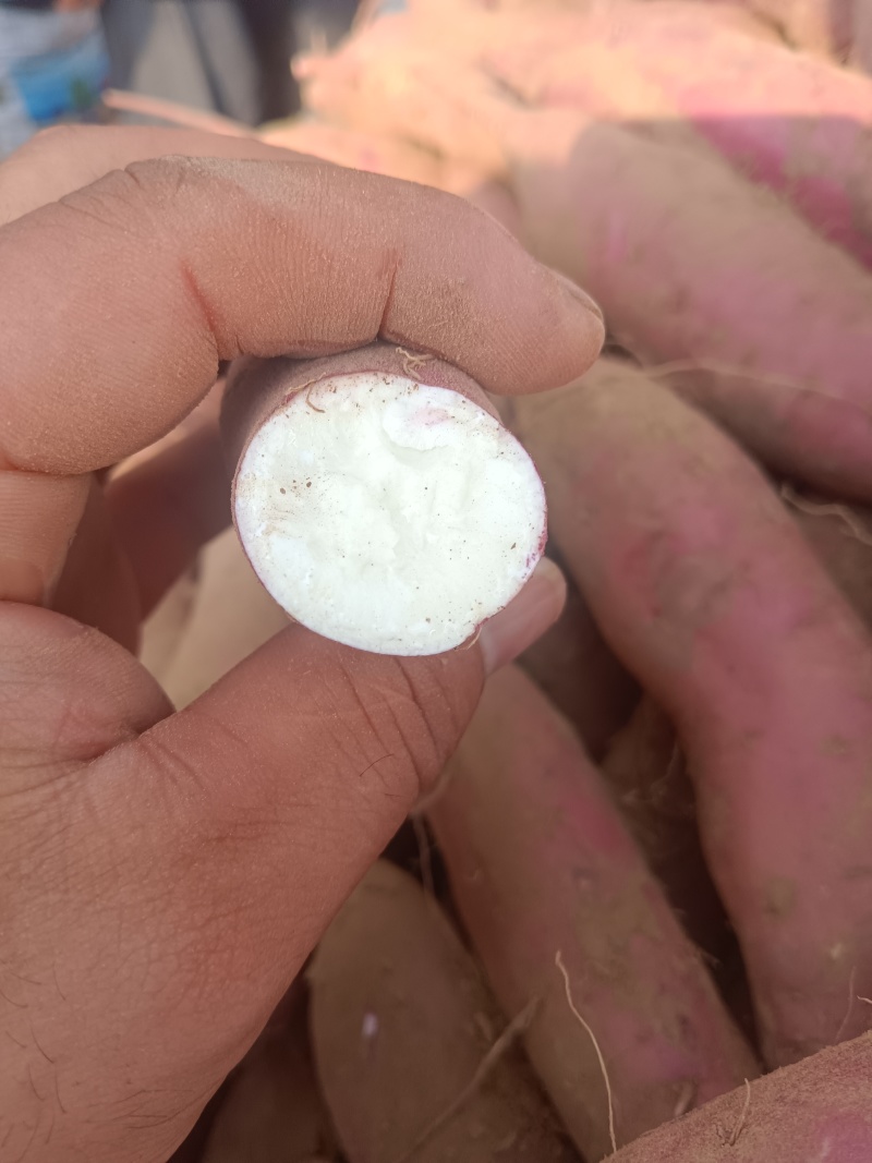 商薯19，河北临漳大量现货，条形好，口感好！