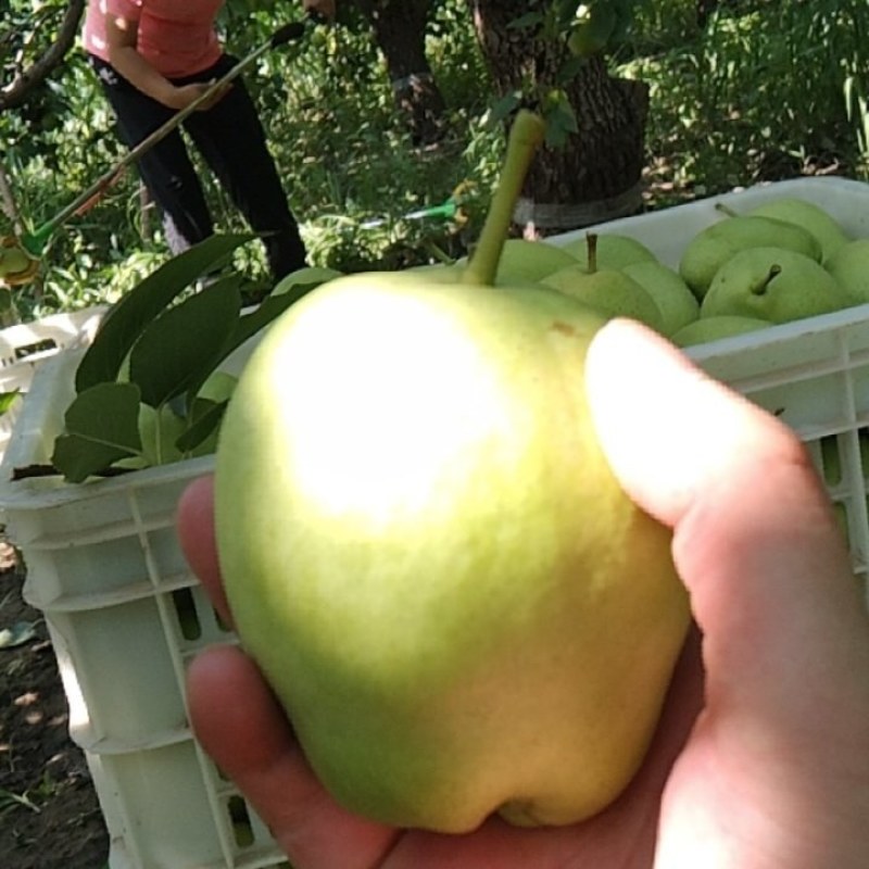 山东阳信大早酥，自己种的，欢迎批发水果的老板，联系