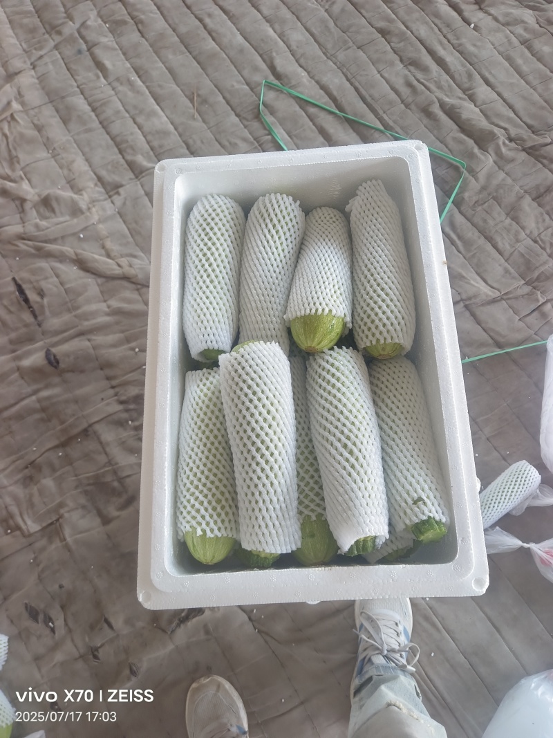 兰州定西精品西葫芦