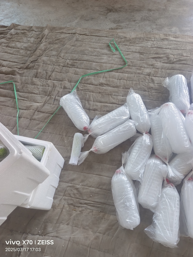兰州定西精品西葫芦