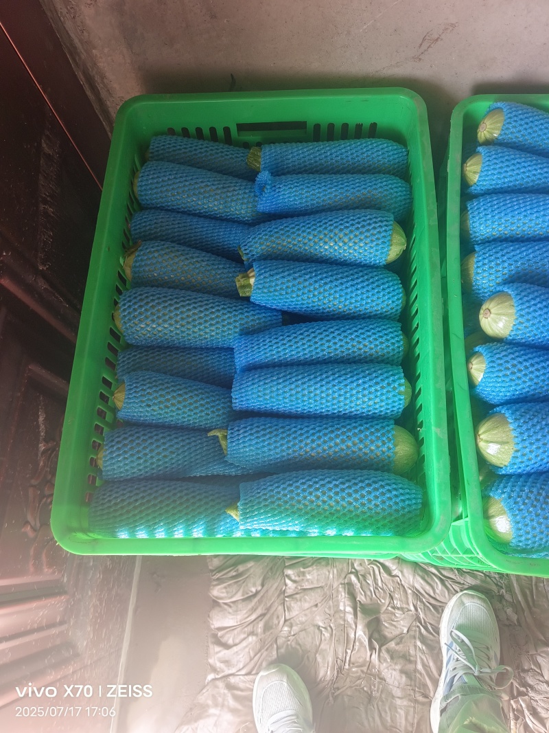 兰州定西精品西葫芦