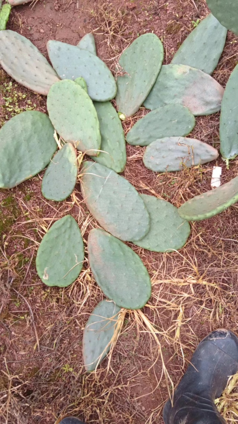 精品仙人掌，产地直销，一手货源，新鲜上市