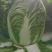 张北玲珑黄三无产品质量保证