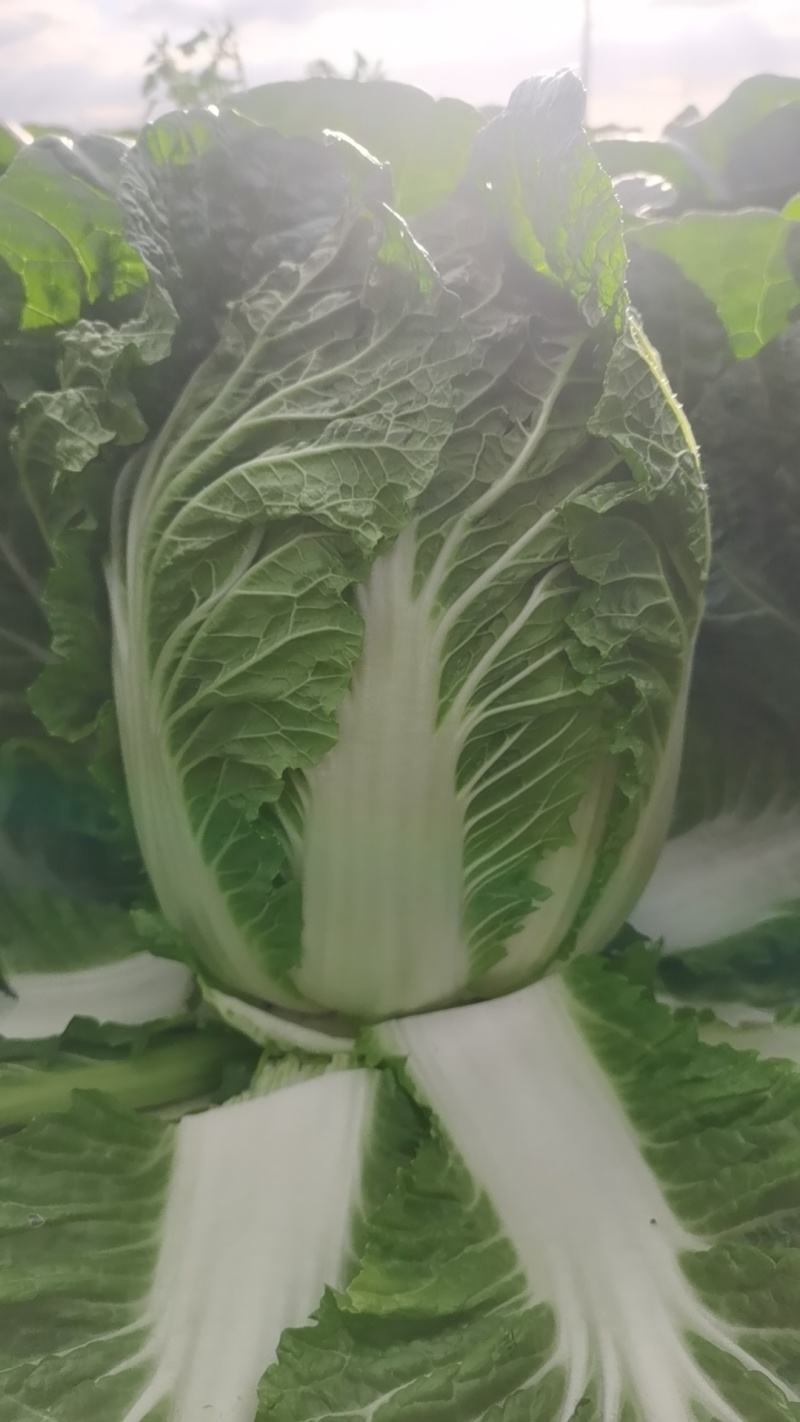 张北玲珑黄三无产品质量保证