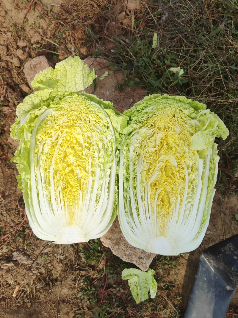 张北玲珑黄三无产品质量保证