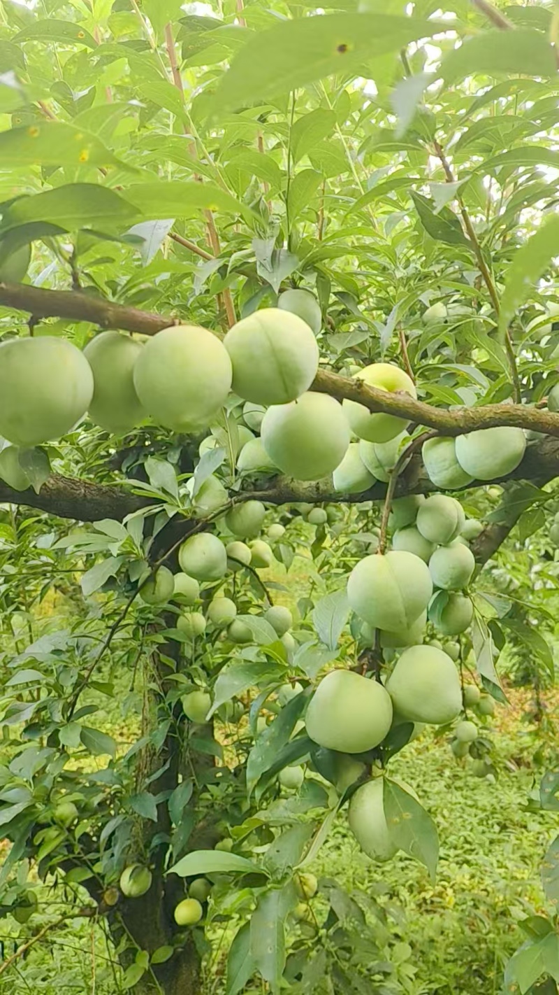 《奈李李子》桂林奈李/产地货源/精品通货/全国供应批发