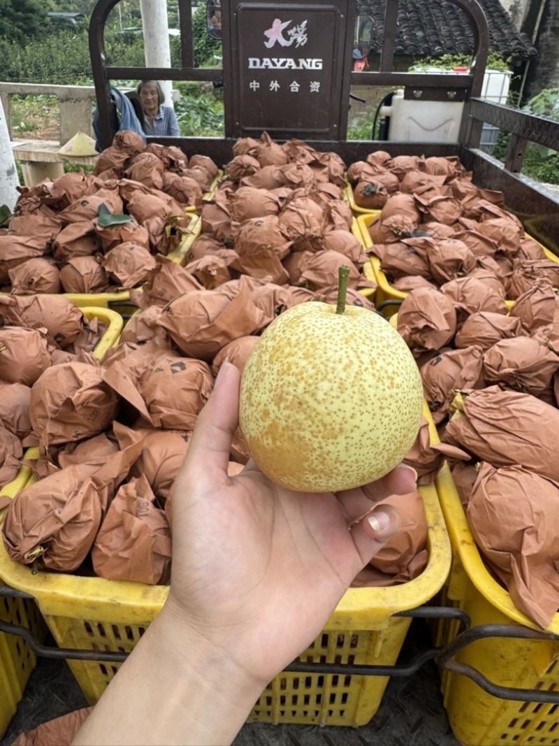 广西当季新鲜桂花梨套袋梨脆甜大果个大皮薄多汁好吃水分足