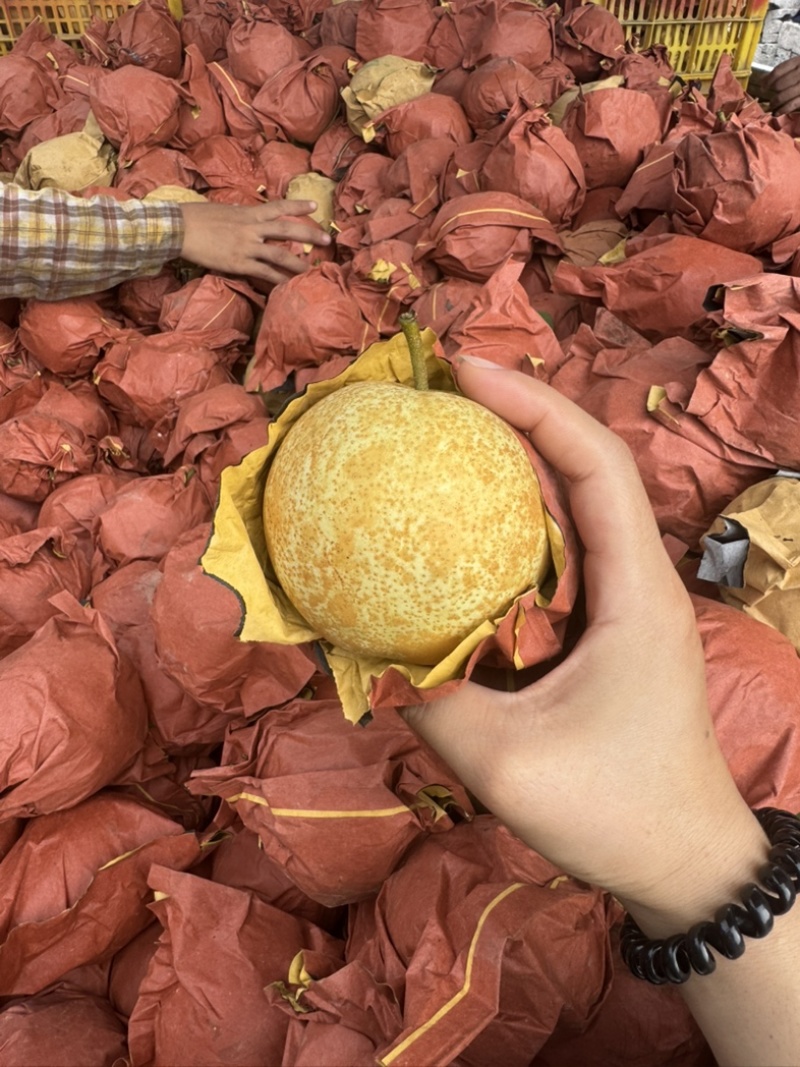 广西当季新鲜桂花梨套袋梨脆甜大果个大皮薄多汁好吃水分足