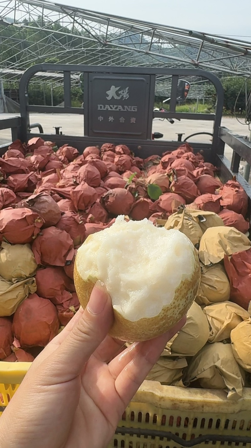 广西当季新鲜桂花梨套袋梨脆甜大果个大皮薄多汁好吃水分足