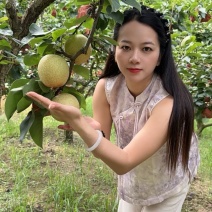 广西当季新鲜桂花梨套袋梨脆甜大果个大皮薄多汁好吃水分足