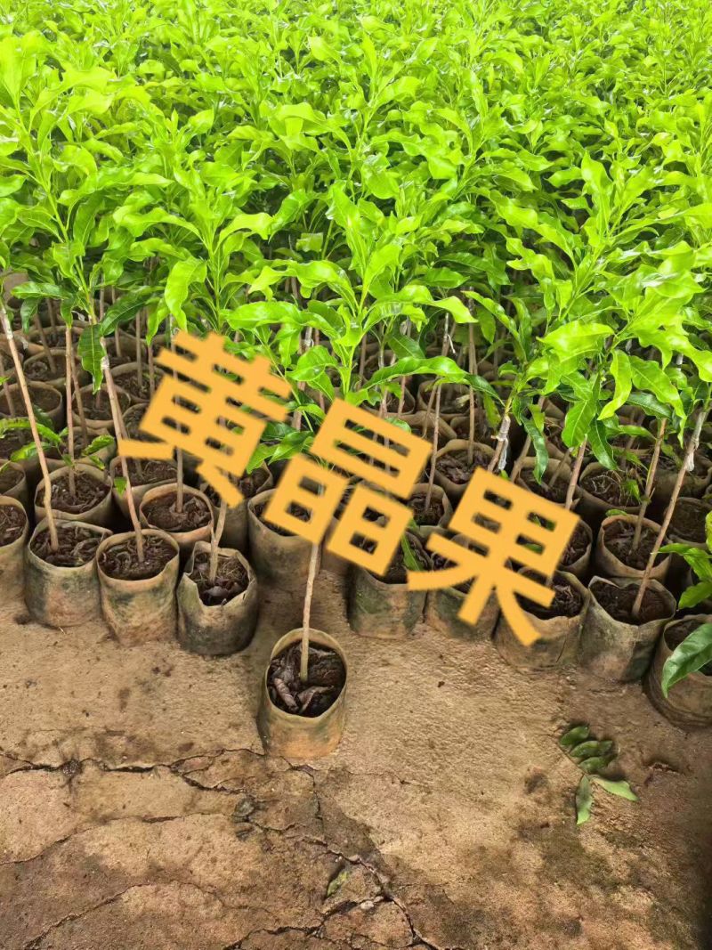 超大黄晶果苗
