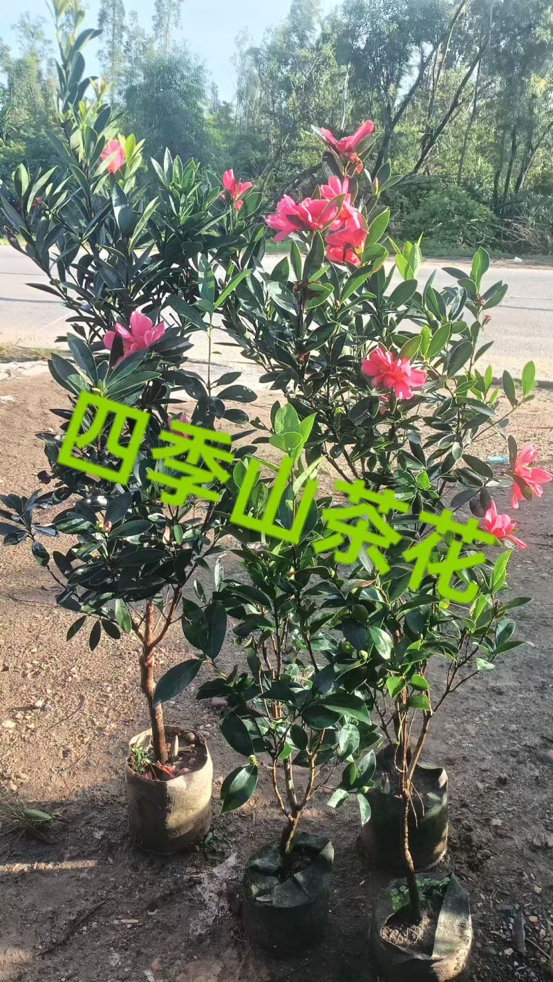四季茶花，普宁市基地直接发货，欢迎您随时联系下单！