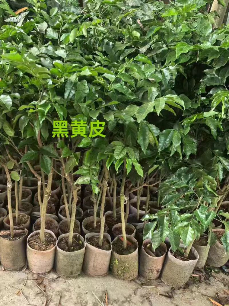 鸡心大个黄皮苗