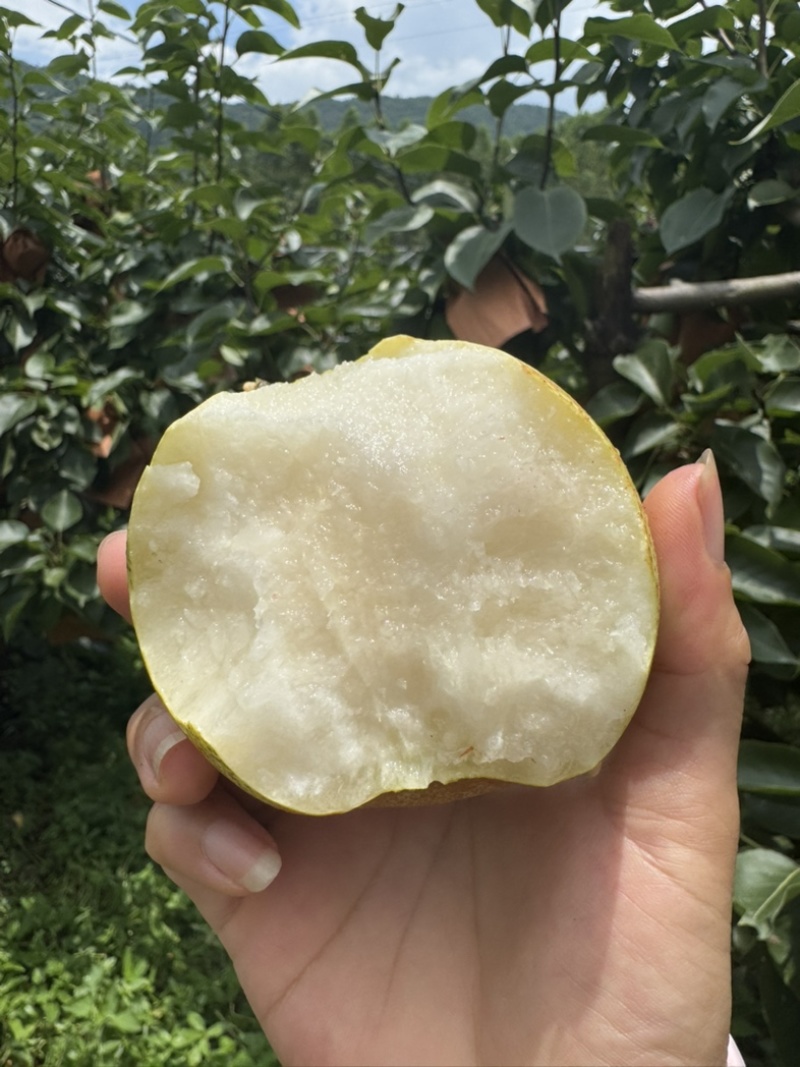 桂花梨套袋平乐新鲜应季水果，脆甜多汁皮薄肉厚产地直发谢谢