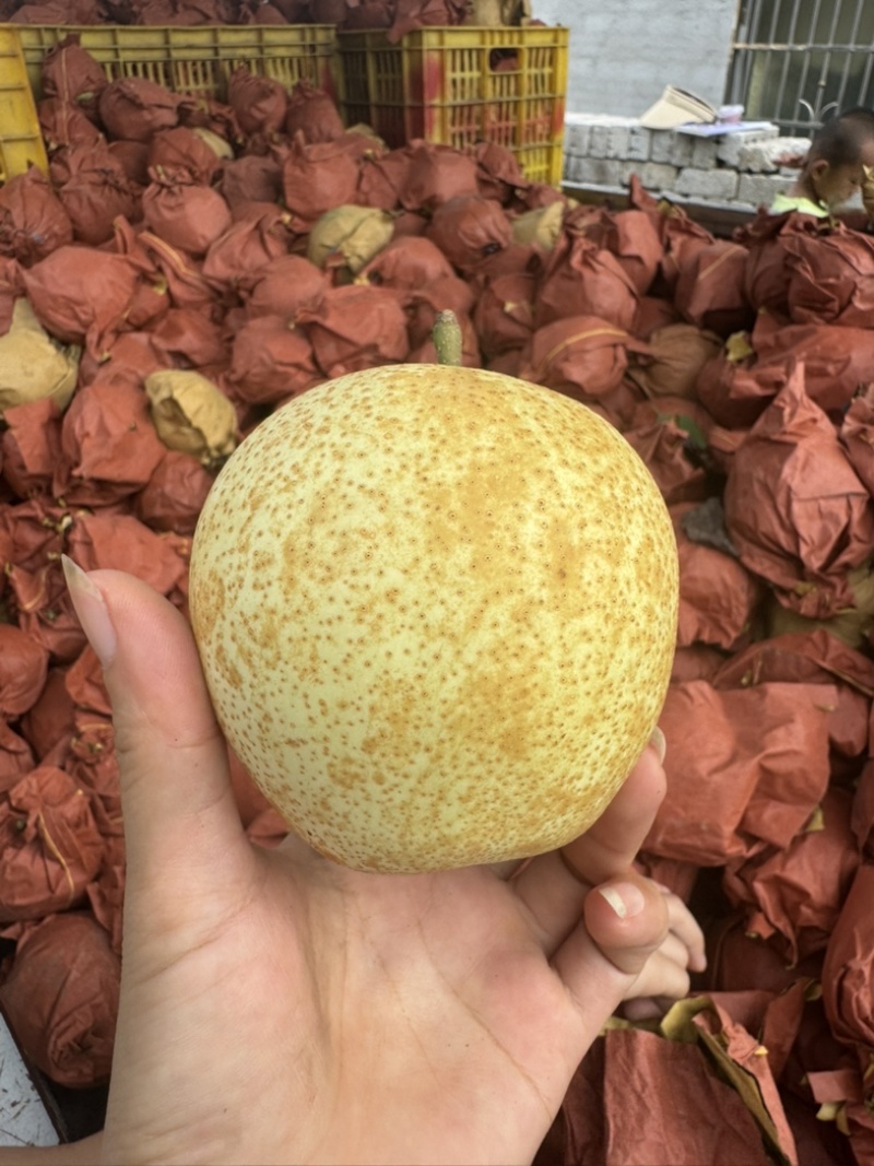 桂花梨套袋平乐新鲜应季水果，脆甜多汁皮薄肉厚产地直发谢谢