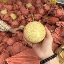 桂花梨套袋平乐新鲜应季水果，脆甜多汁皮薄肉厚产地直发谢谢