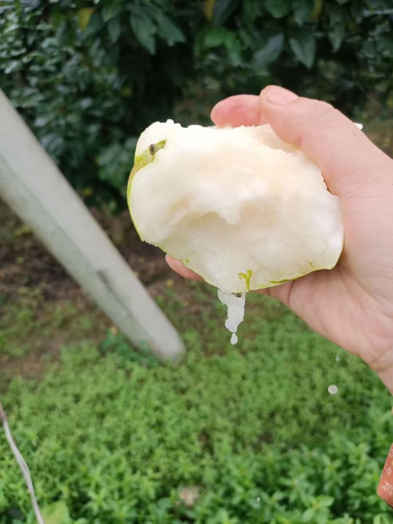自家果园蜜梨采摘