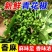 新鲜现摘花椒