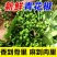 新鲜现摘花椒