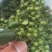 新鲜现摘花椒