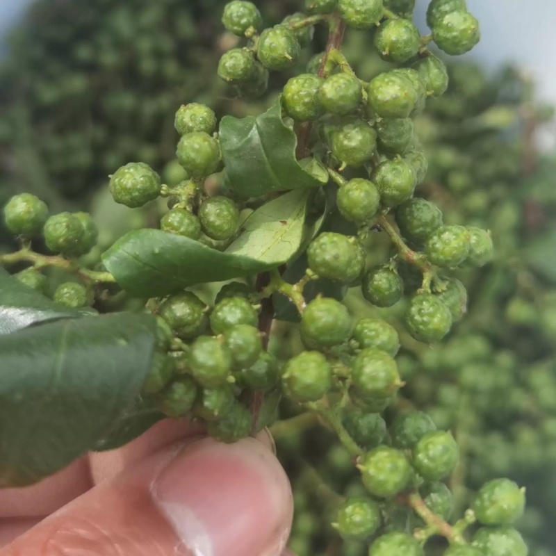 新鲜现摘花椒