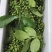 新鲜现摘花椒