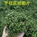 新鲜现摘花椒