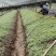 鸡抓连黄连苗子