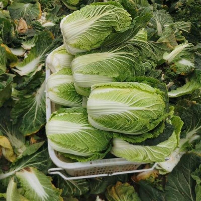精品白菜苗黄心大白菜苗寿光苗场穴盘苗全国发货