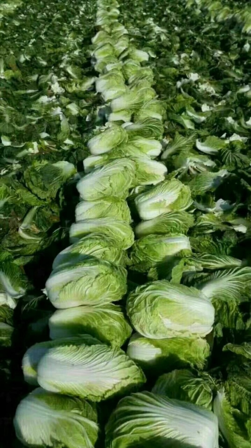 精品白菜苗黄心大白菜苗寿光苗场穴盘苗全国发货
