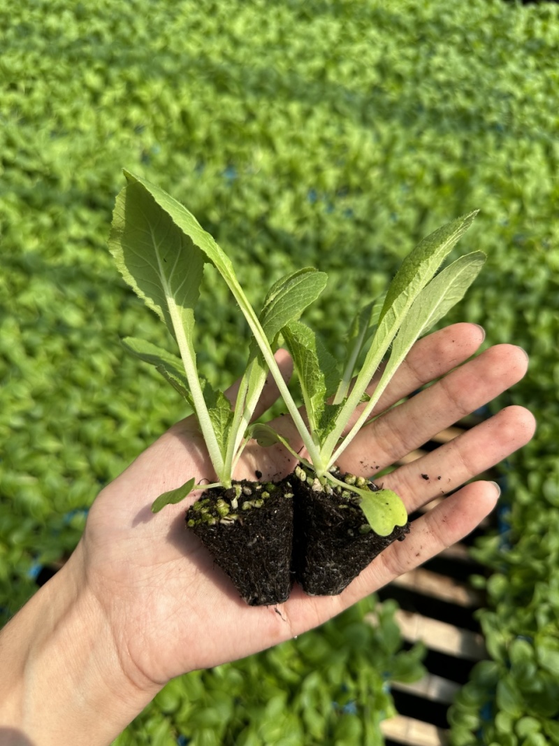 精品白菜苗黄心大白菜苗寿光苗场穴盘苗全国发货