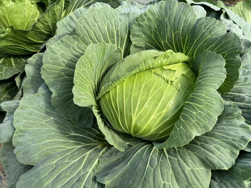 【甘蓝苗】绿甘蓝种苗包菜苗山东寿光各种蔬菜种苗