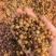 大豆发酵有机肥微生物菌剂生物有机肥益生菌发酵豆肥