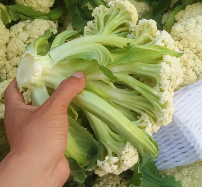 有机花菜苗子花椰菜苗松花菜苗菜花苗可视频看货