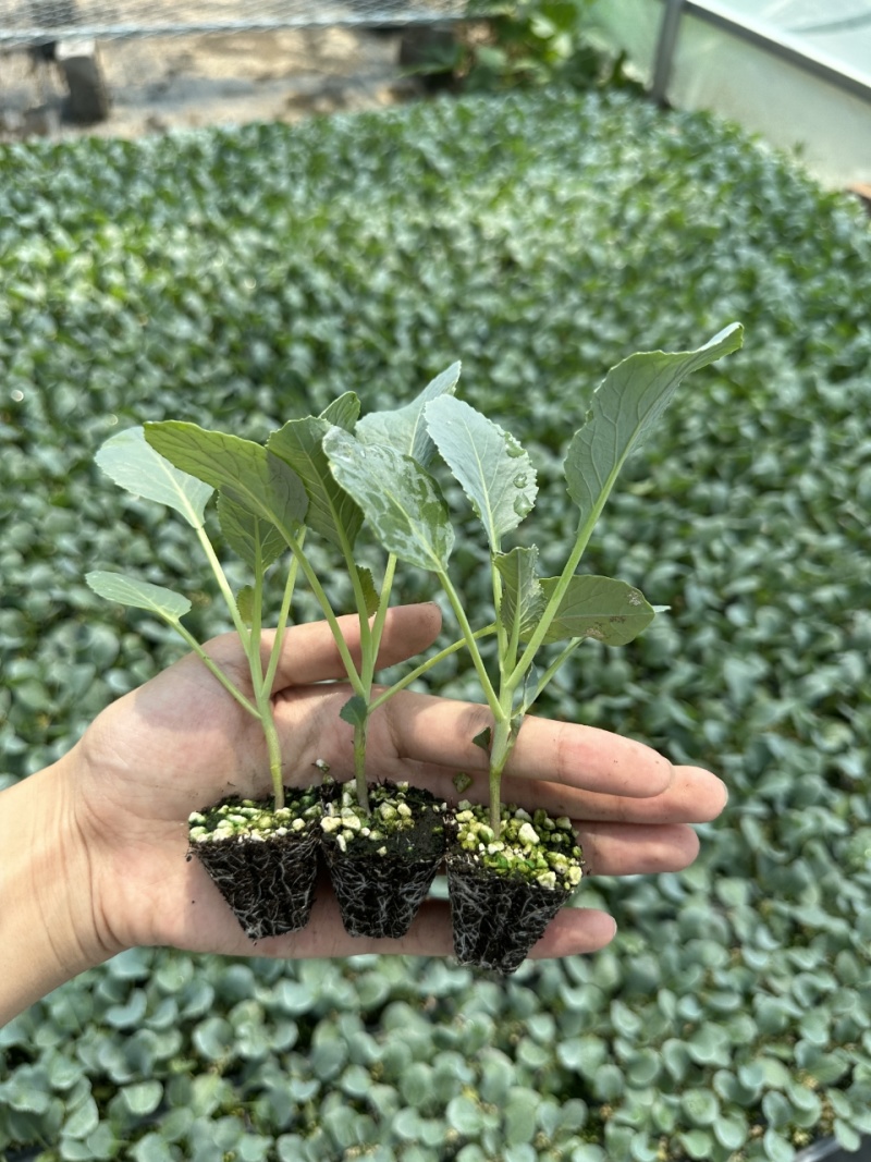 有机花菜苗子花椰菜苗松花菜苗菜花苗可视频看货