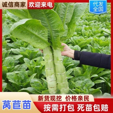 寿光莴苣苗精品莴笋苗青笋苗三青莴笋苗各种蔬菜种苗存活率