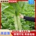 寿光莴苣苗精品莴笋苗青笋苗三青莴笋苗各种蔬菜种苗存活率