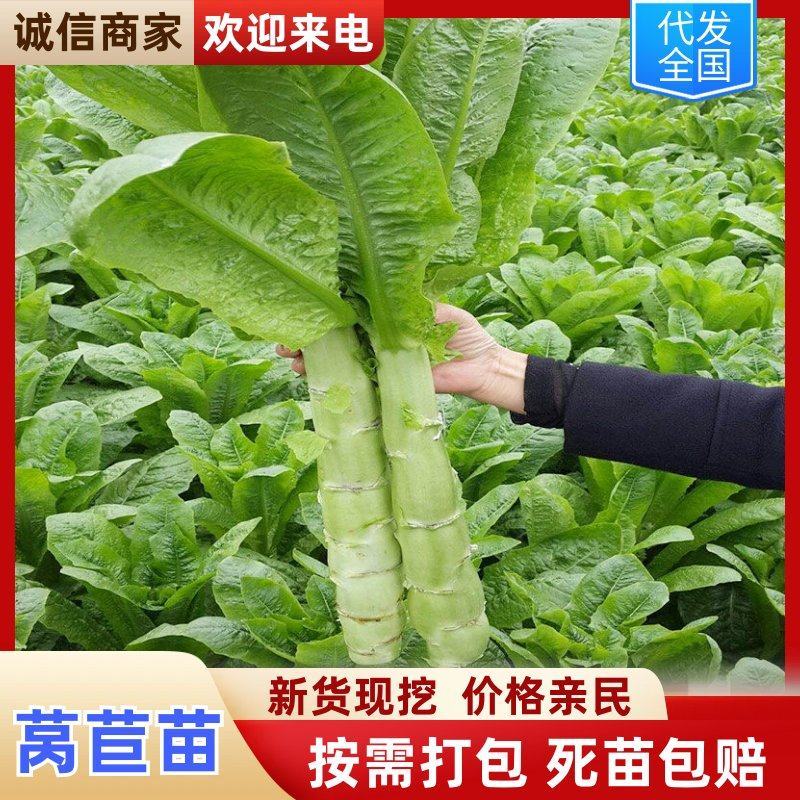 寿光莴苣苗精品莴笋苗青笋苗三青莴笋苗各种蔬菜种苗存活率