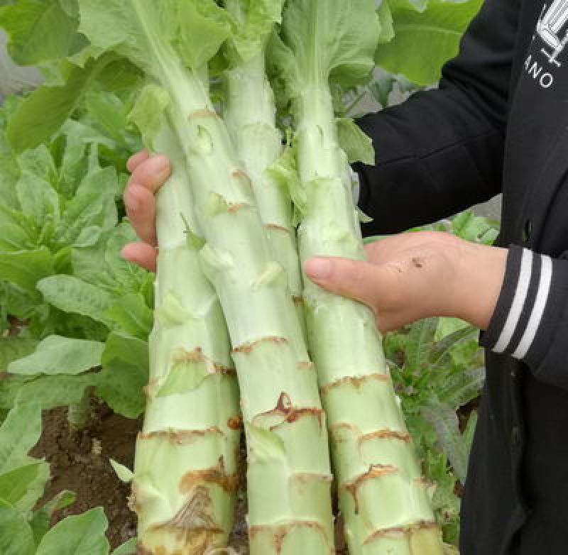 寿光莴苣苗精品莴笋苗青笋苗三青莴笋苗各种蔬菜种苗存活率