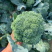 西蓝花苗绿花菜苗甜杆西兰苔苗子寿光种苗基地直发
