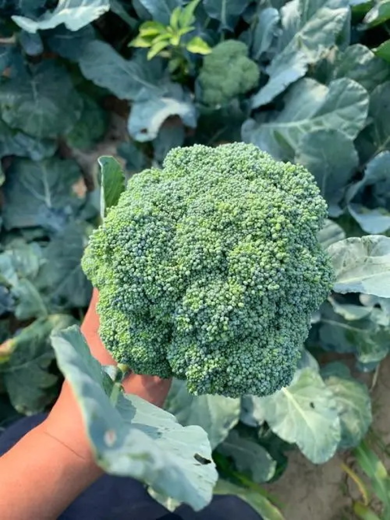西蓝花苗绿花菜苗甜杆西兰苔苗子寿光种苗基地直发