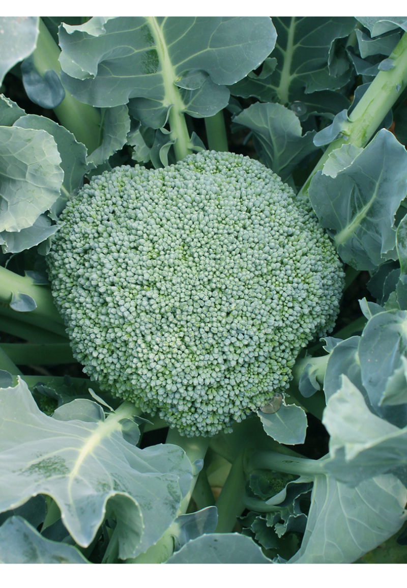 西蓝花苗绿花菜苗甜杆西兰苔苗子寿光种苗基地直发