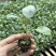 西蓝花苗绿花菜苗甜杆西兰苔苗子寿光种苗基地直发