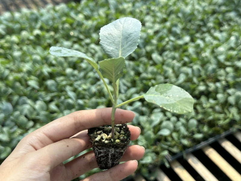西蓝花苗绿花菜苗甜杆西兰苔苗子寿光种苗基地直发