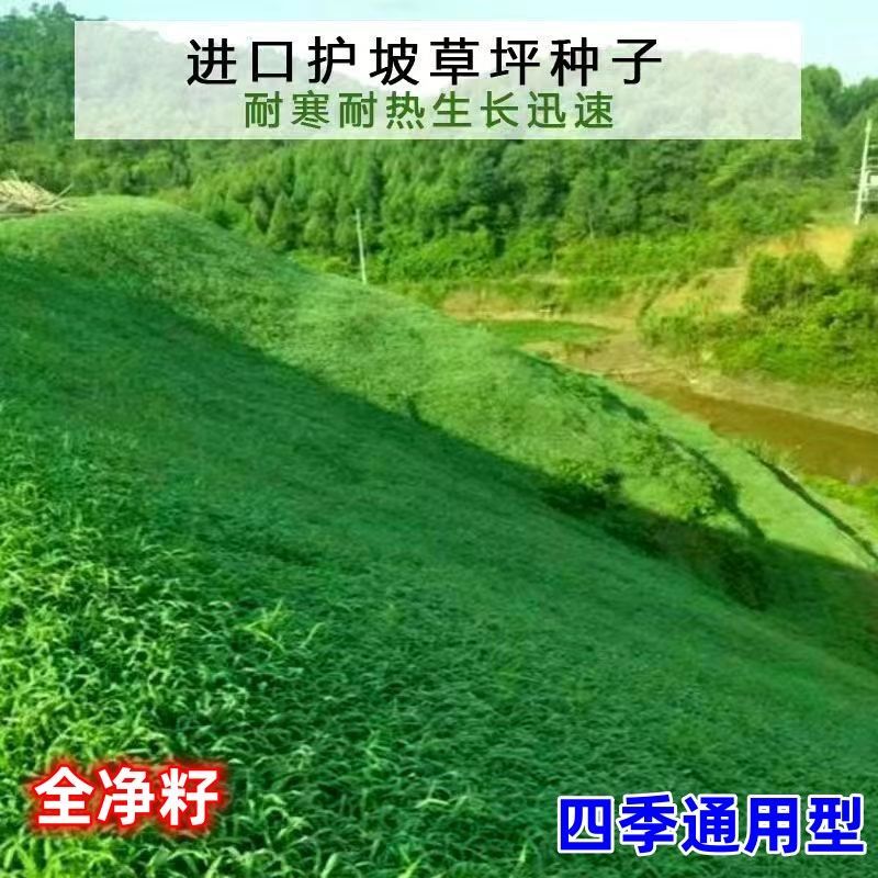 护坡王厂家发货一手货源批发品质保证量大价格优惠欢迎下单