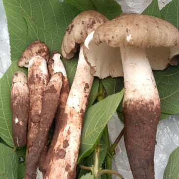 龙泉山鸡枞